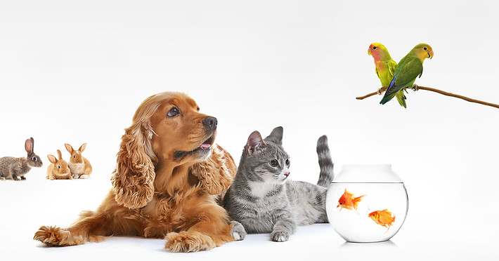 Bird cat dog vet discount